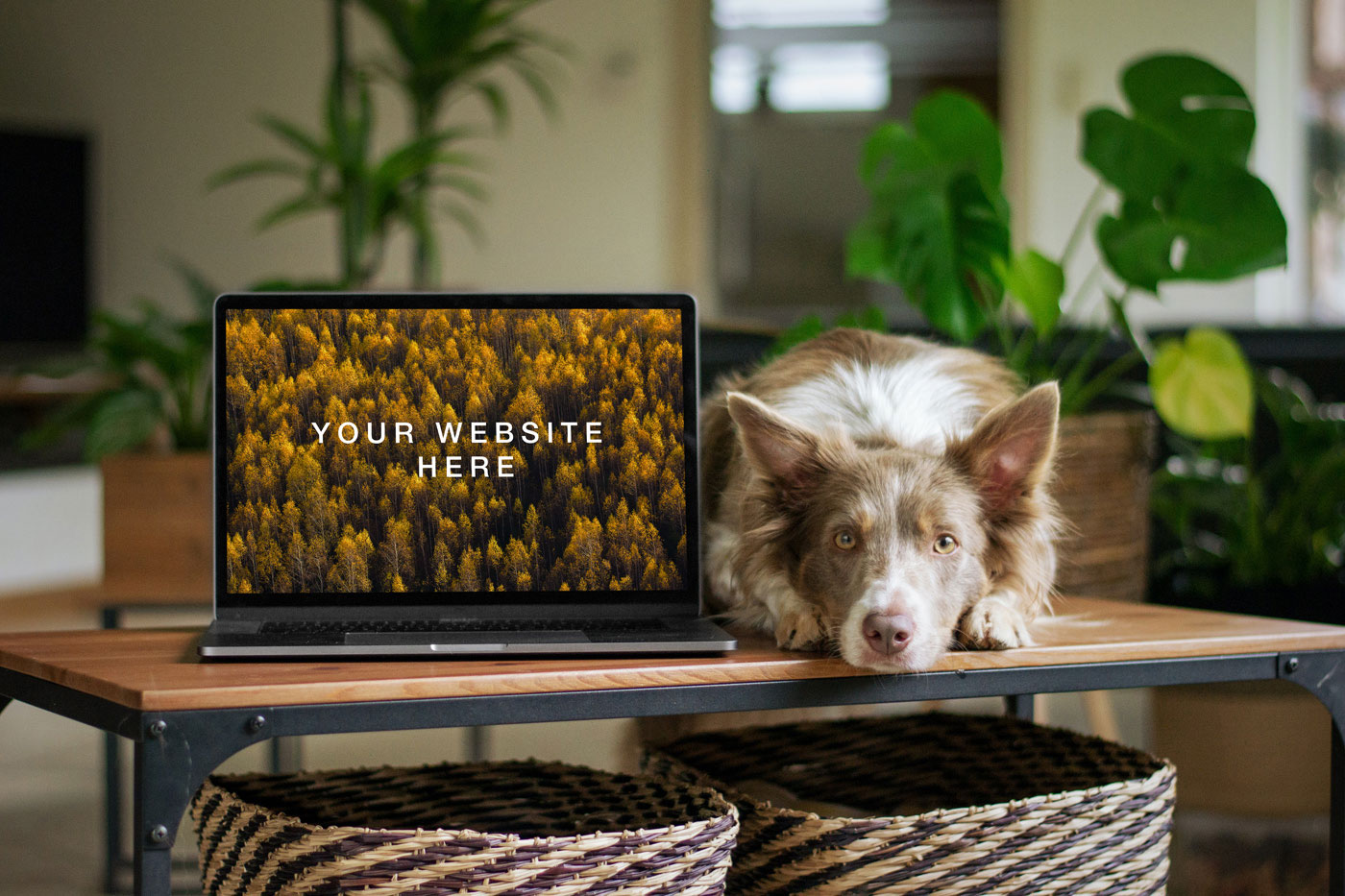 MacBook Mockup in a Room Along with a Dog